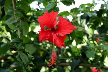 Close-up view of the hibiscus flower.