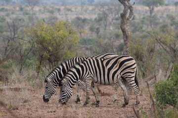 Fototapeta na wymiar zebras on the African plain