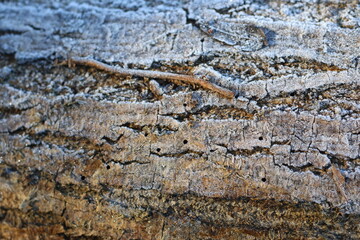 Tronc de bois givré