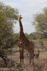 giraffe on a safari