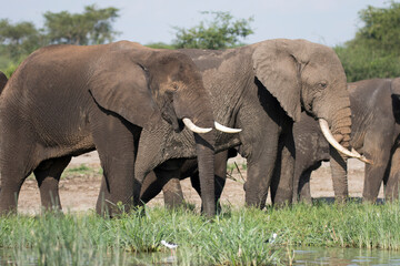 Fototapeta na wymiar Free ranging african elephant, the largest existing land animals