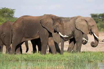 Naklejka na ściany i meble Free ranging african elephant, the largest existing land animals