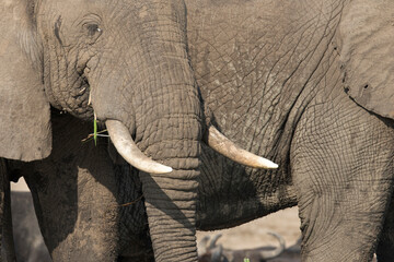 Free ranging african elephant, the largest existing land animals