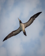 Sea Bird, Atobá, gaivota