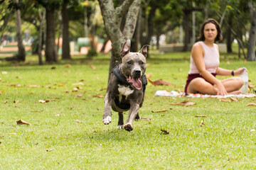 Pit bull dog playing with a young girl and having fun in the park. Cloudy day. Selective focus.