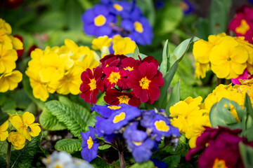 Obraz premium Primula Polyantha in Bloom on a Spring Day