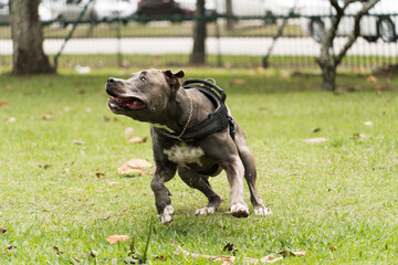 Pit bull dog playing and having fun in the park. Cloudy day. Selective focus.
