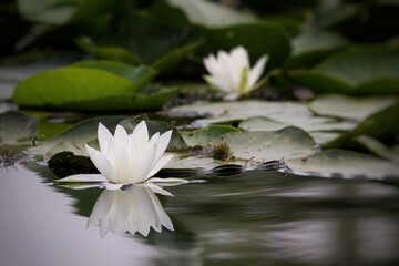 white water lily