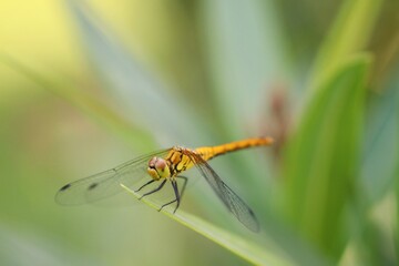 dragonfly on a leaf