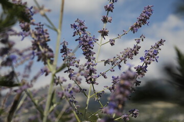 Violette Blumen Blüten