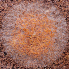 Shiitake mycelium in sawdust