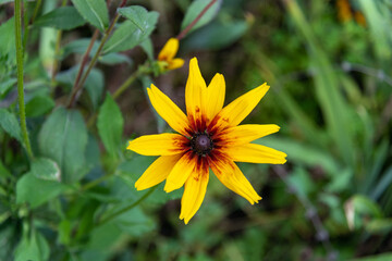 Bright yellow Rudbeckia flower in the garden, top view.