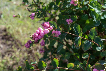 Pink fruits on a branch of Symphoricarpos in the garden.