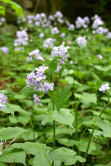 Lunaria rediviva blooms in the forest in spring
