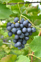 Grapes ripen on the branch of the bush