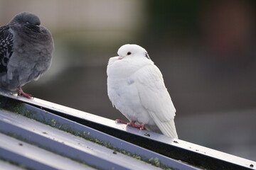 White Rock Pigeon on roof