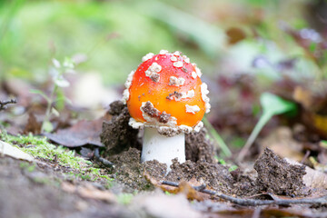 Amanita muscaria. Poisonous mushroom in nature. Fly agaric in forest