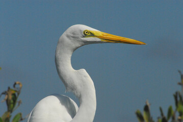 BIRDS- Florida- Extreme Close Up Head Shot of a Wild Great White Egret