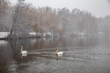 Snow Swans