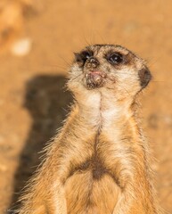 Surykatka © Mirosław