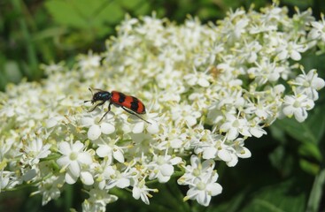 Red trichodes beetle on white elderberry flowers in the garden