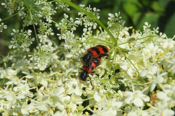 Red trichodes beetle mating on white elderberry flowers