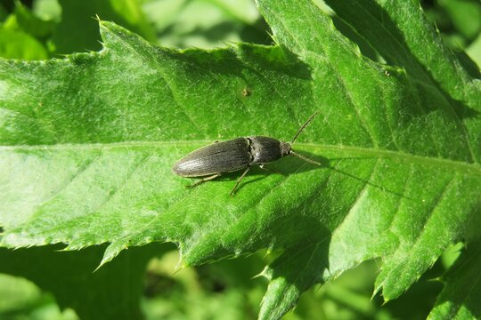 Black agriotes beetle on green leaf in the garden
