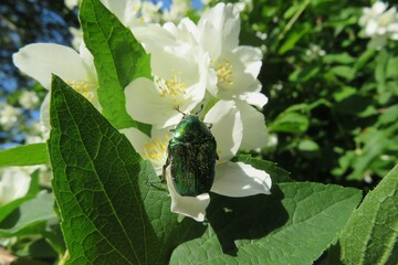 Green cetonia beetle on jasmine flowers in spring
