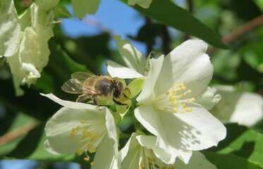 Honeybee on a beautiful blooming jasmine flowers in the garden in spring, closeup