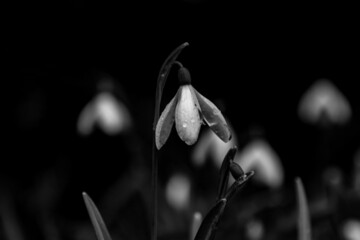 Snowdrop