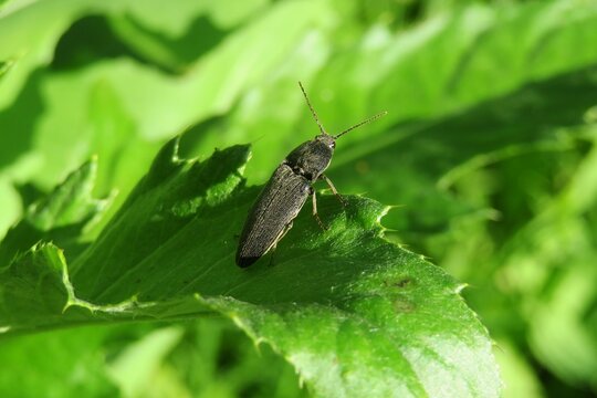 Black agriotes beetle on green leaf in the garden, closeup