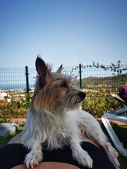dog on the beach