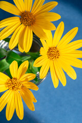 yellow flowers top view against blue background 