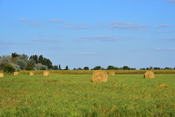 Huge bales of straw on the field in autumn, harvesting in Ukraine