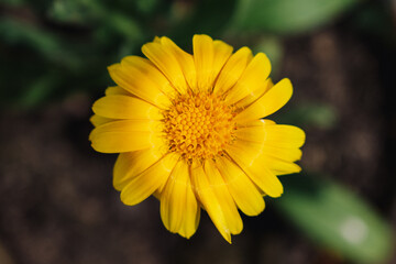 yellow flower of a Calendula officinalis