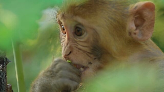 rhesus macaque macaca mulatta in slow motion is one of the best known species