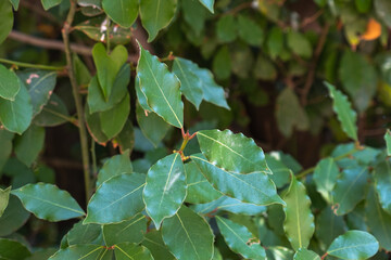 bay tree. laurel plant and leaves. daphne,