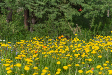 Field of bright yellow and orange wild flowers seen in the summer time in northern Canada. Great desktop, background image. 