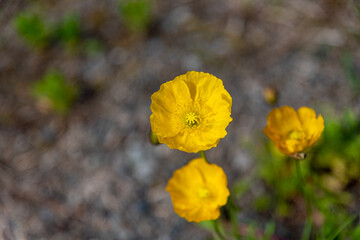 Fototapeta premium Bright yellow wild flowers, poppy, poppies seen in the summer time in northern Canada. Great desktop, background image. 
