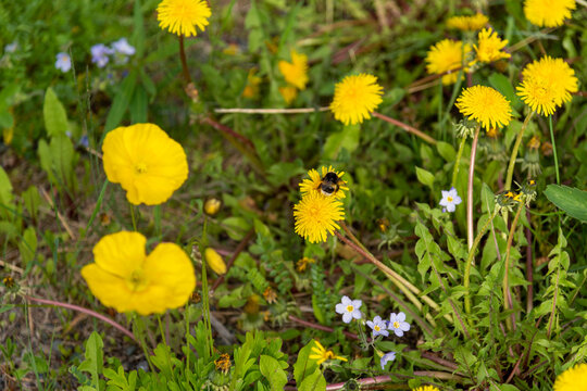 Bright yellow wild flowers seen in the summer time in northern Canada with large bee, insect. Great desktop, background image. 
