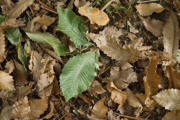 Autumn leaves background