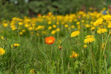 A field of wild flowers seen in an open, outdoor area during summer with yellow, orange daisy and poppy flora. 
