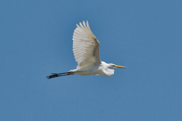 Egret taking flight