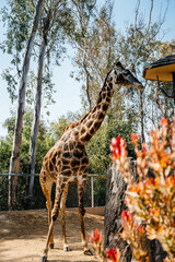 Giraffe in San Diego Zoo - obrazy, fototapety, plakaty