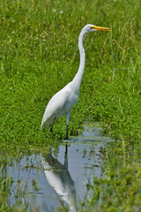 Grown egret standing over his wetland.