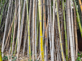 Picturesque thickets of a bamboo