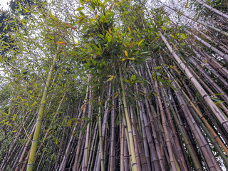Picturesque thickets of a bamboo