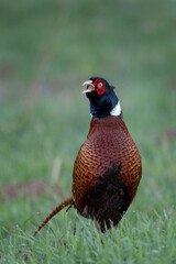 Common pheasant in the meadow. Pheasant calling. European wildlife. Birds watching in Czech republic. 
