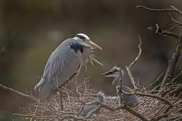 Grey heron on the nest. Herons during spring reproduction. European wildlife. Birds watching in Czech republic. 