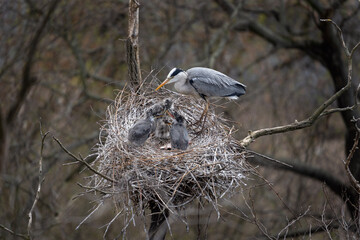 Grey heron on the nest. Herons during spring reproduction. European wildlife. Birds watching in Czech republic. 